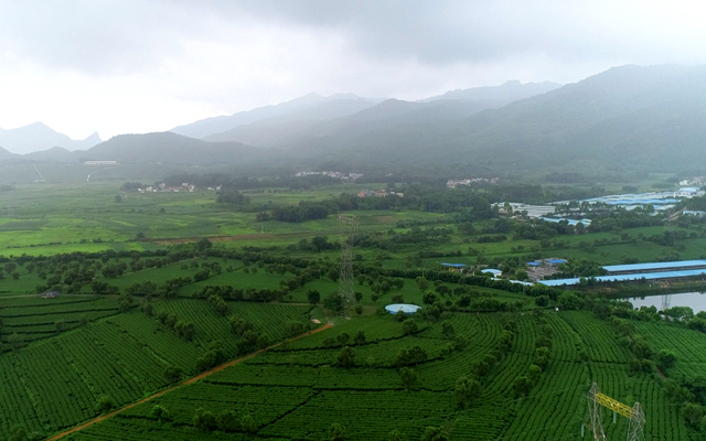 英德核心产区 - 茶园风光全景
